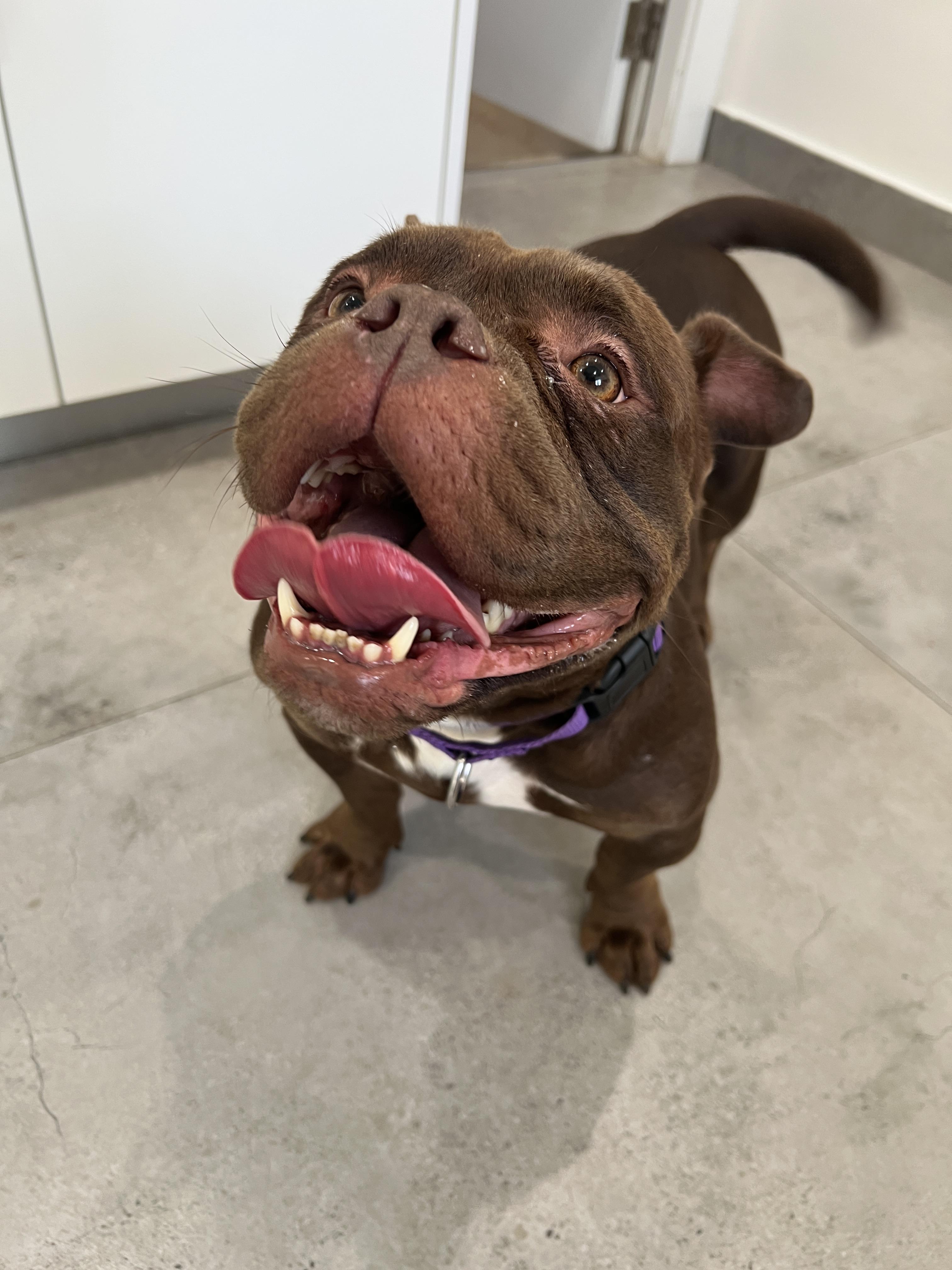 Maple, a ADOPTABLE mixed breed in North Miami, FL image 2/4