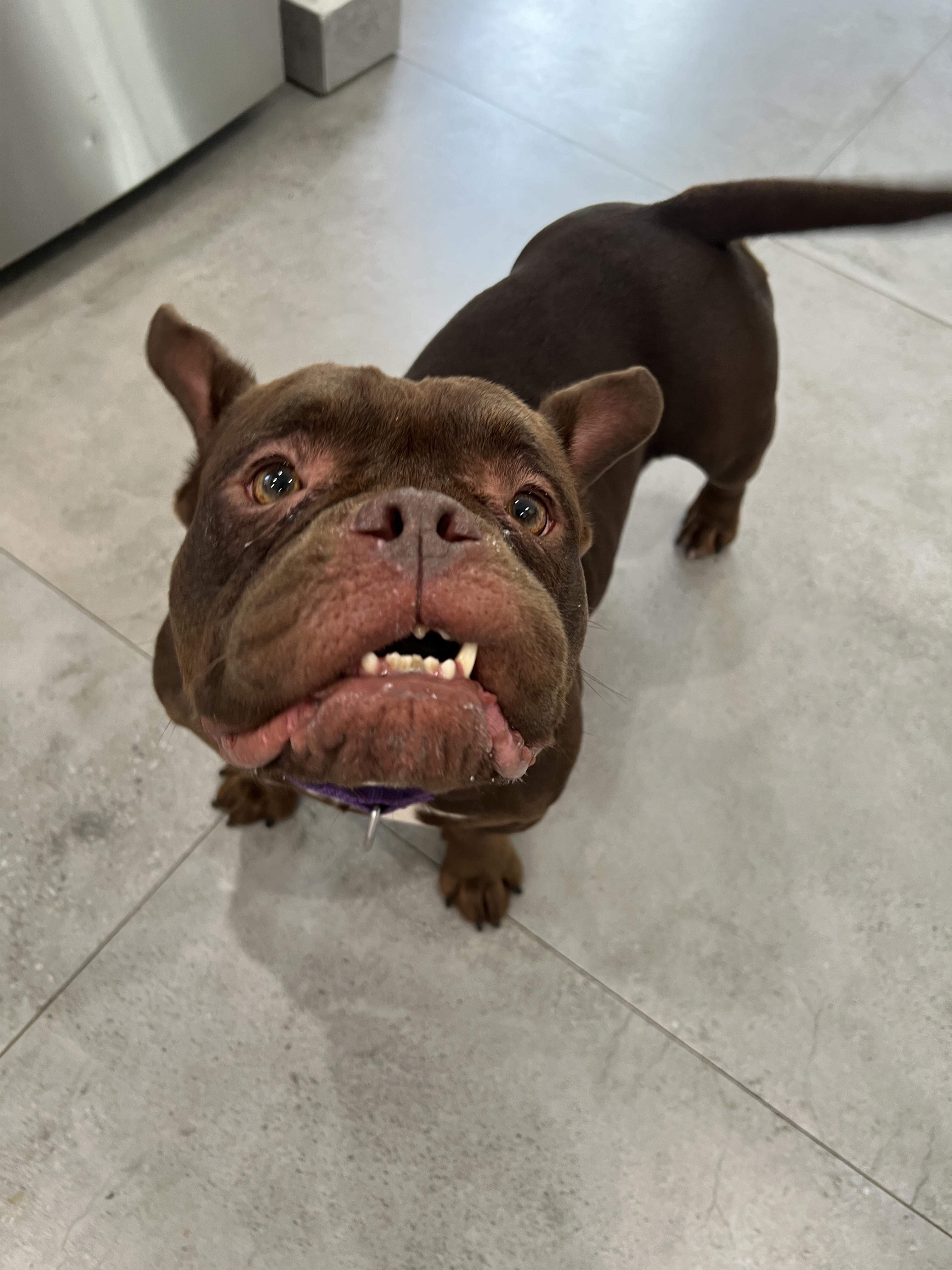 Maple, a ADOPTABLE mixed breed in North Miami, FL image 1/4