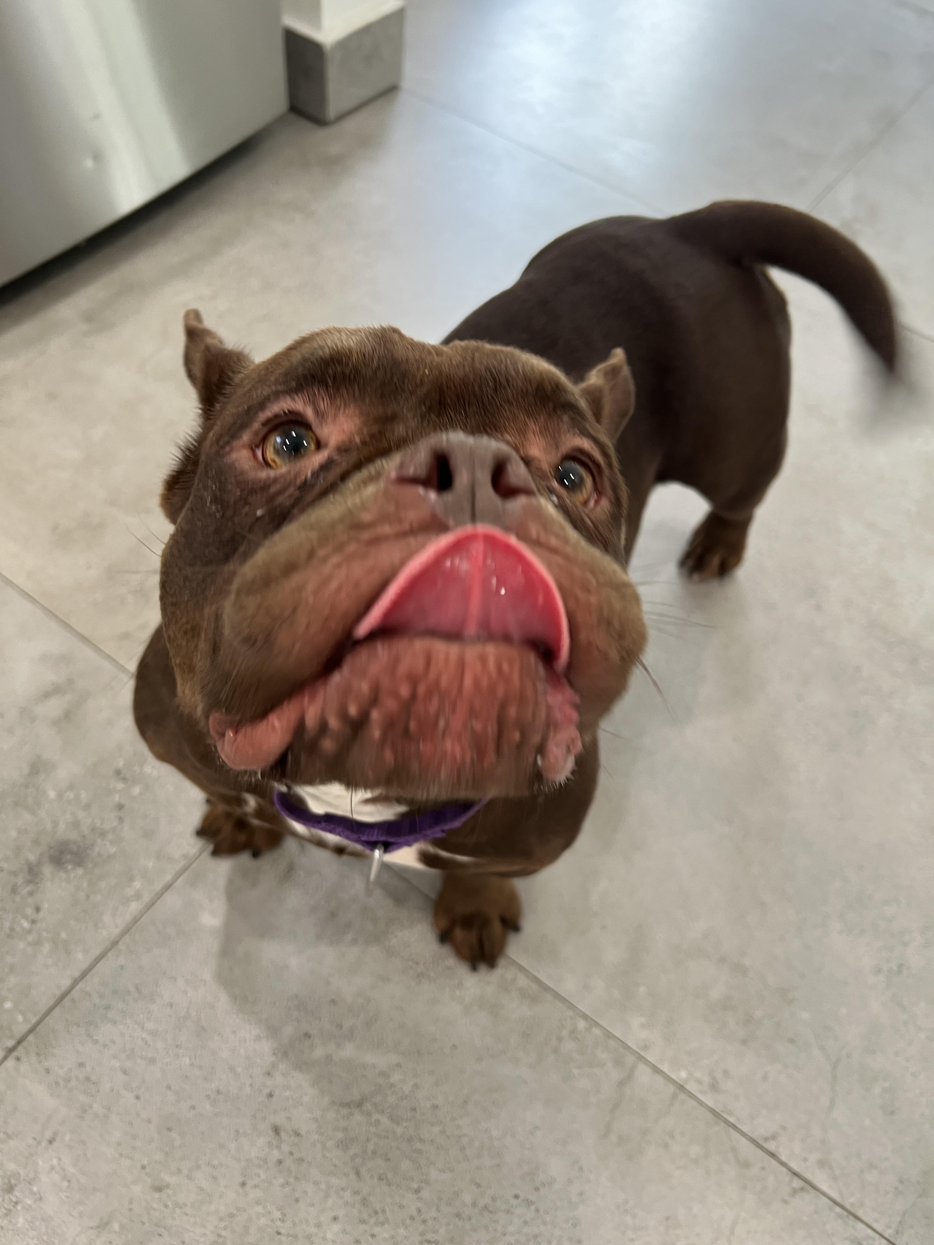 Maple, a ADOPTABLE mixed breed in North Miami, FL image 3/4