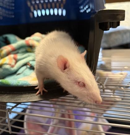 Enlarge Boggit, an adopted Rat in Richmond, VA image 3/3