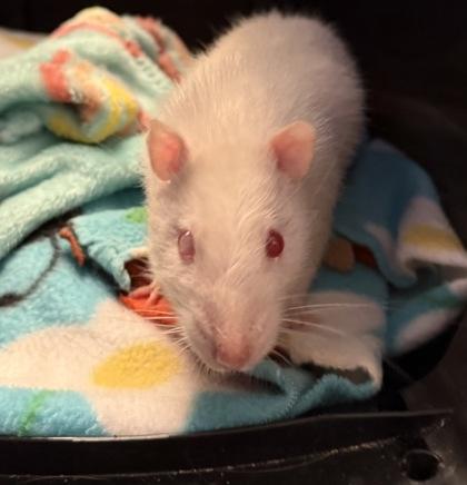 Enlarge Boggit, an adopted Rat in Richmond, VA image 1/3