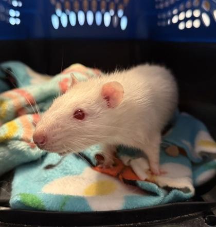 Enlarge Boggit, an adopted Rat in Richmond, VA image 2/3