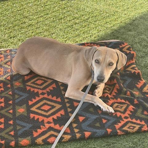 Enlarge Pearl, a Adoptable mixed breed in Pasadena, CA image 1/1