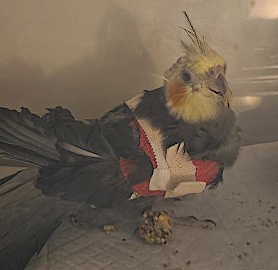 Tye, an adopted Cockatiel in Fairfax, VA image 3/5