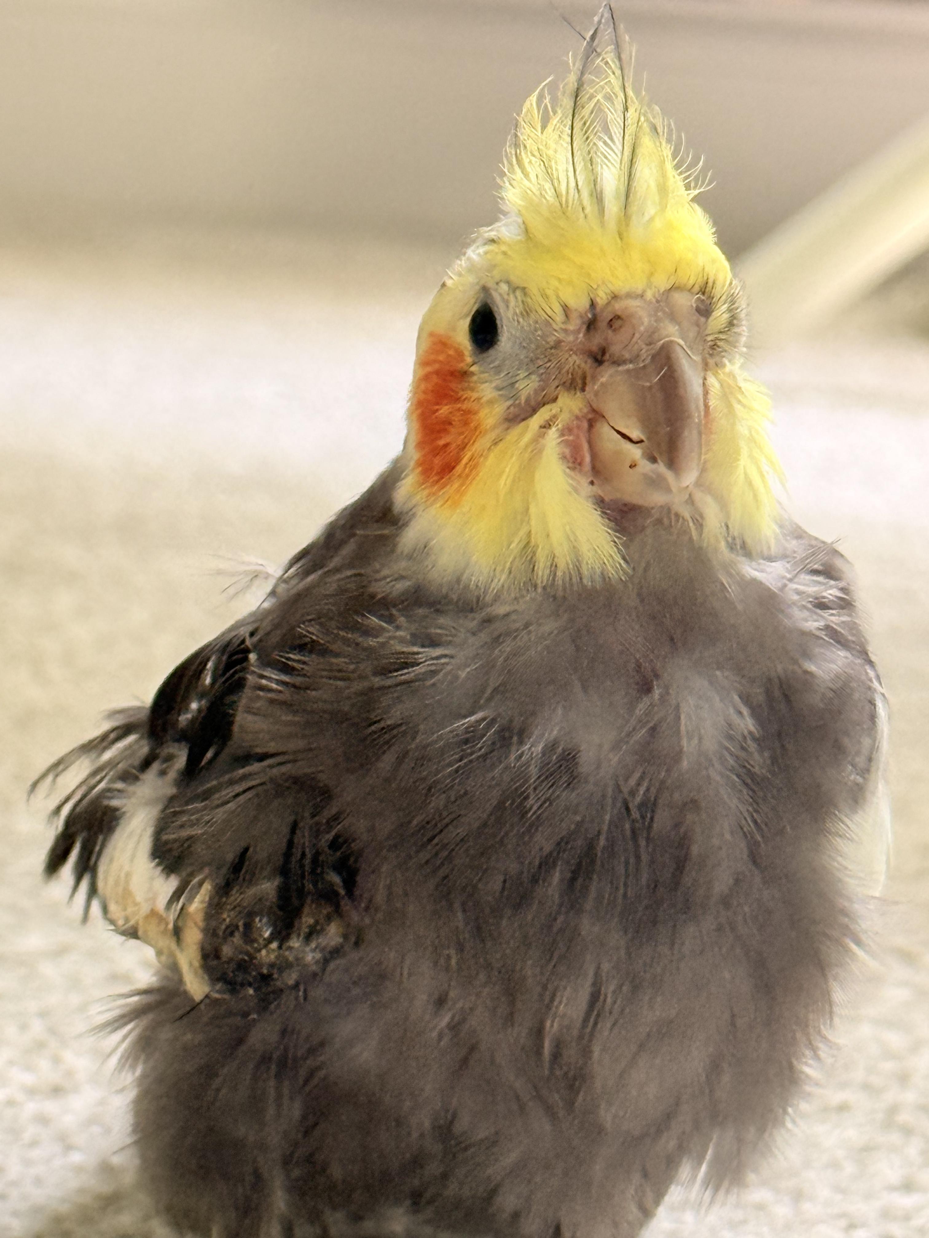 Tye, an adopted Cockatiel in Fairfax, VA image 5/5