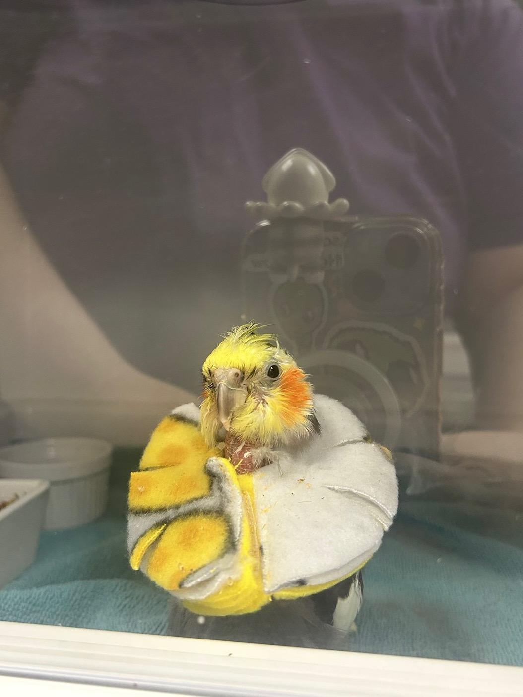 Tye, an adopted Cockatiel in Fairfax, VA image 2/5