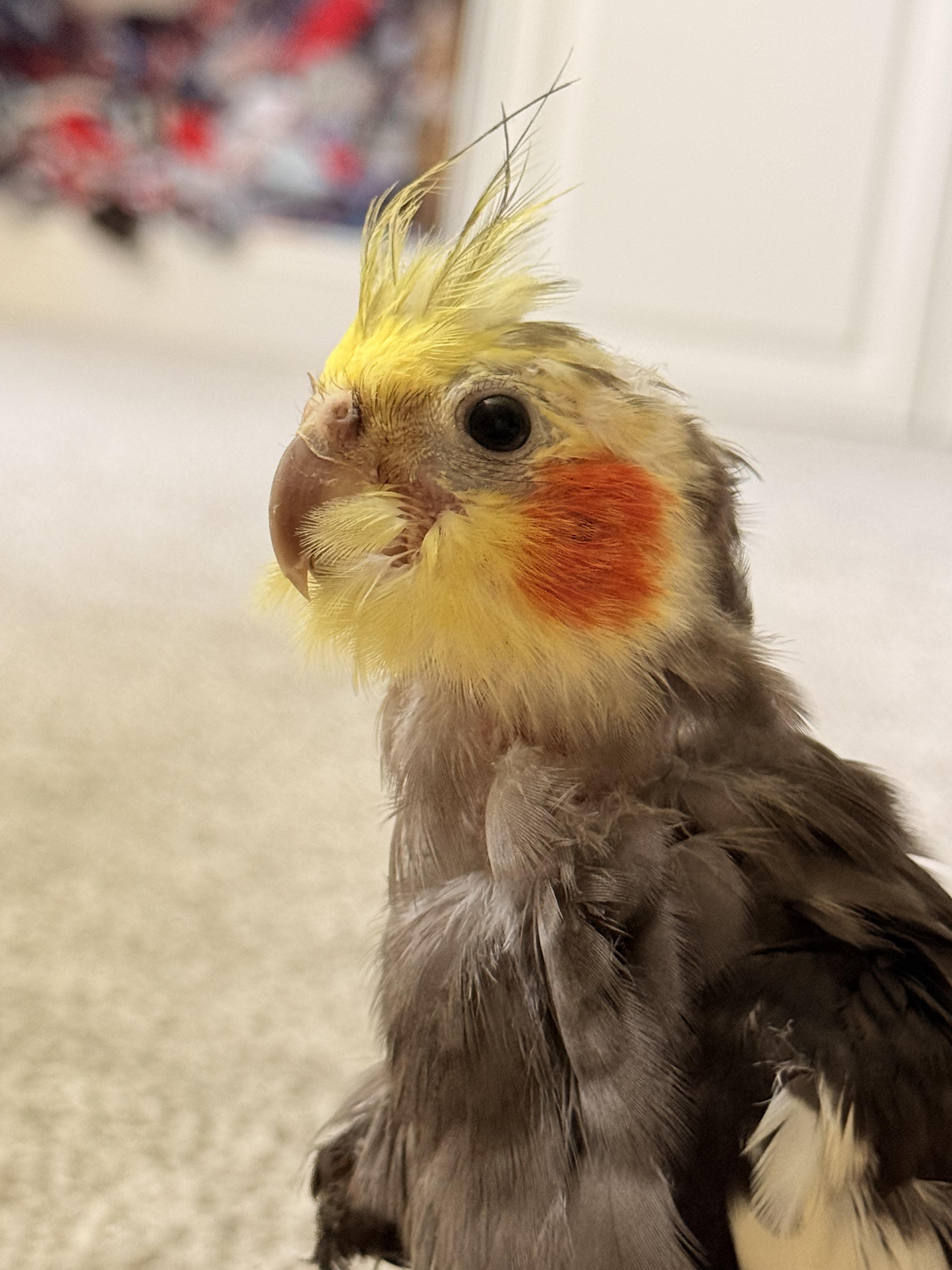 Tye, an adopted Cockatiel in Fairfax, VA image 4/5