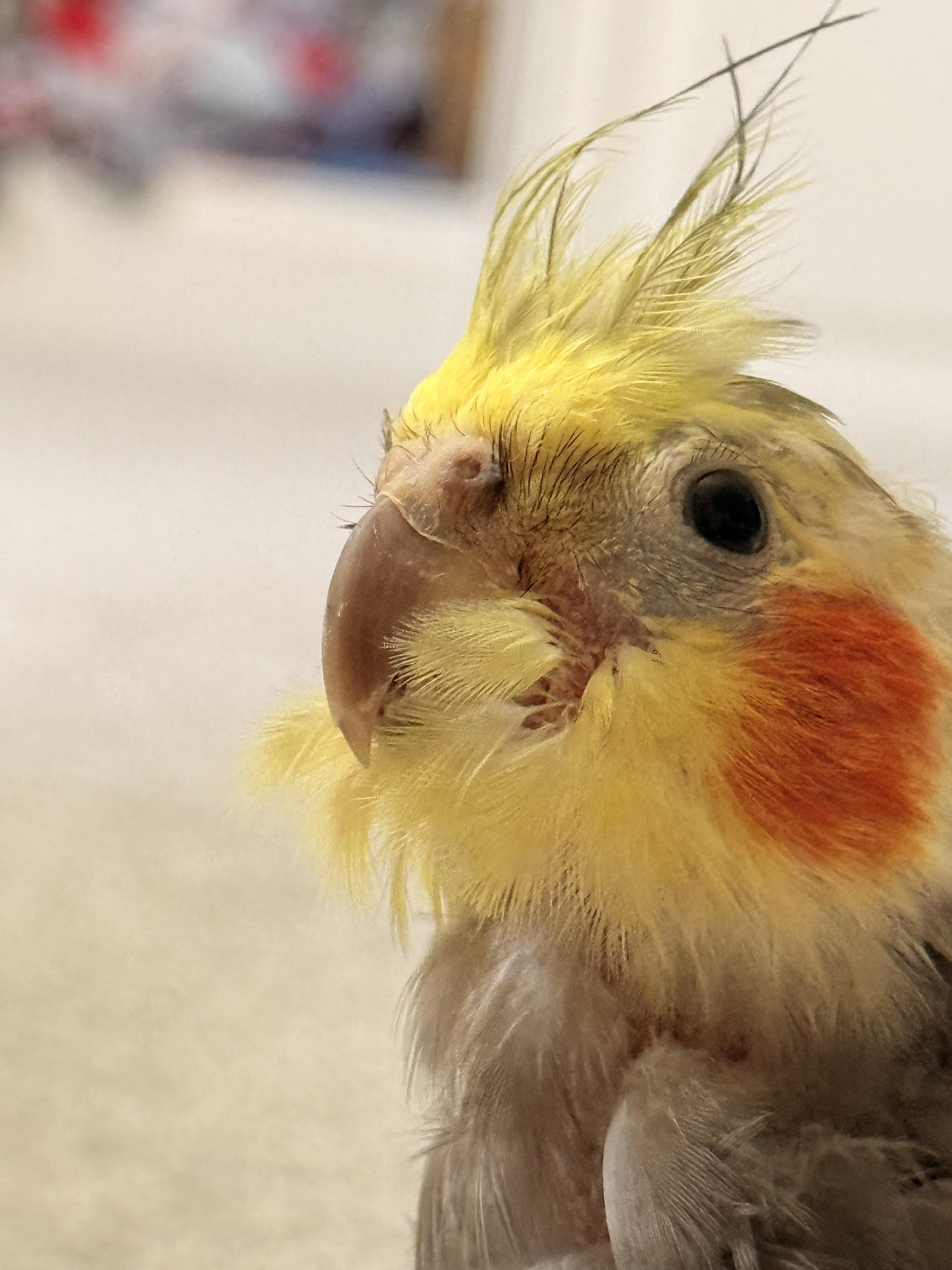 Tye, an adopted Cockatiel in Fairfax, VA image 1/5