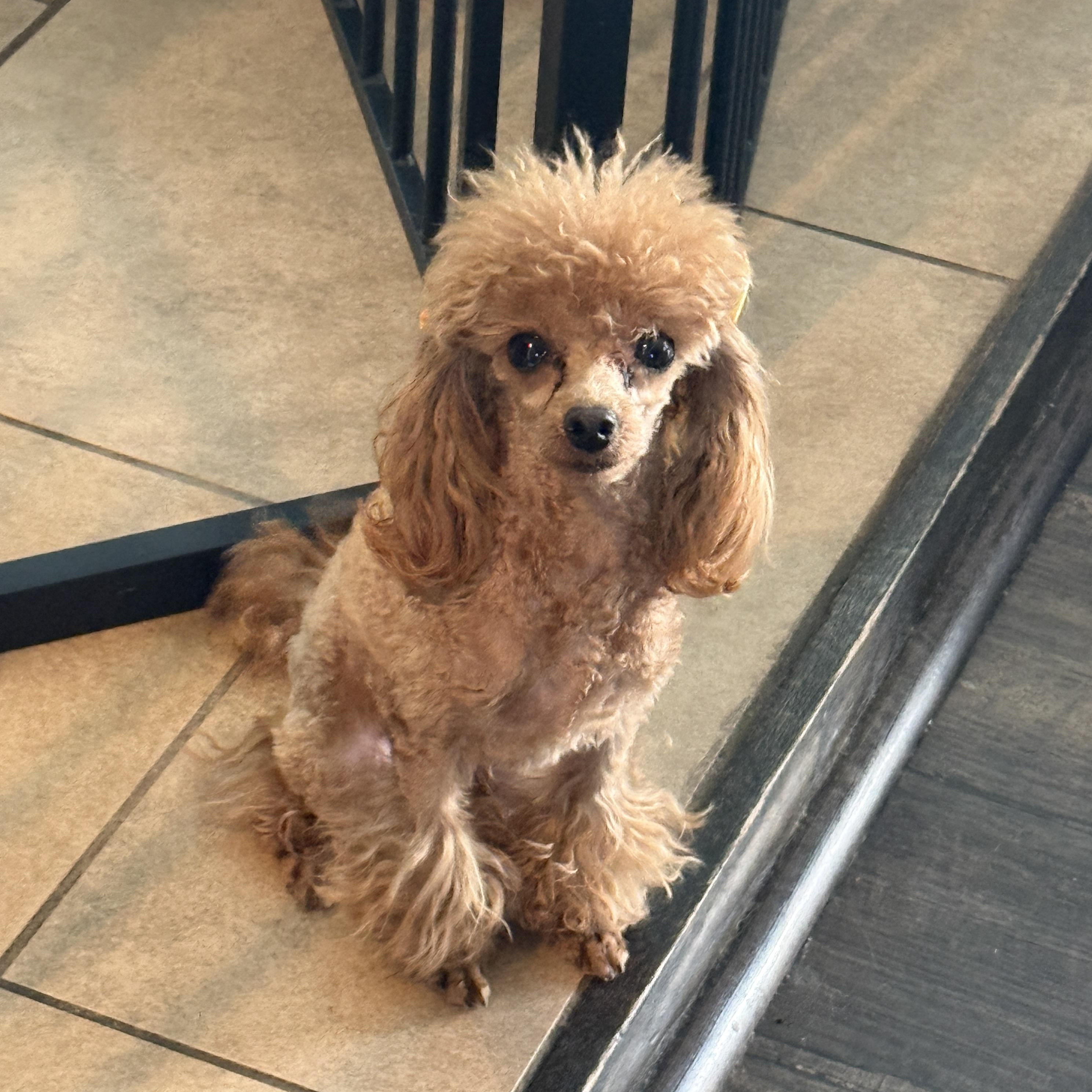 Enlarge Ginger, an adopted Poodle (Toy) in Los Angeles, CA image 3/3