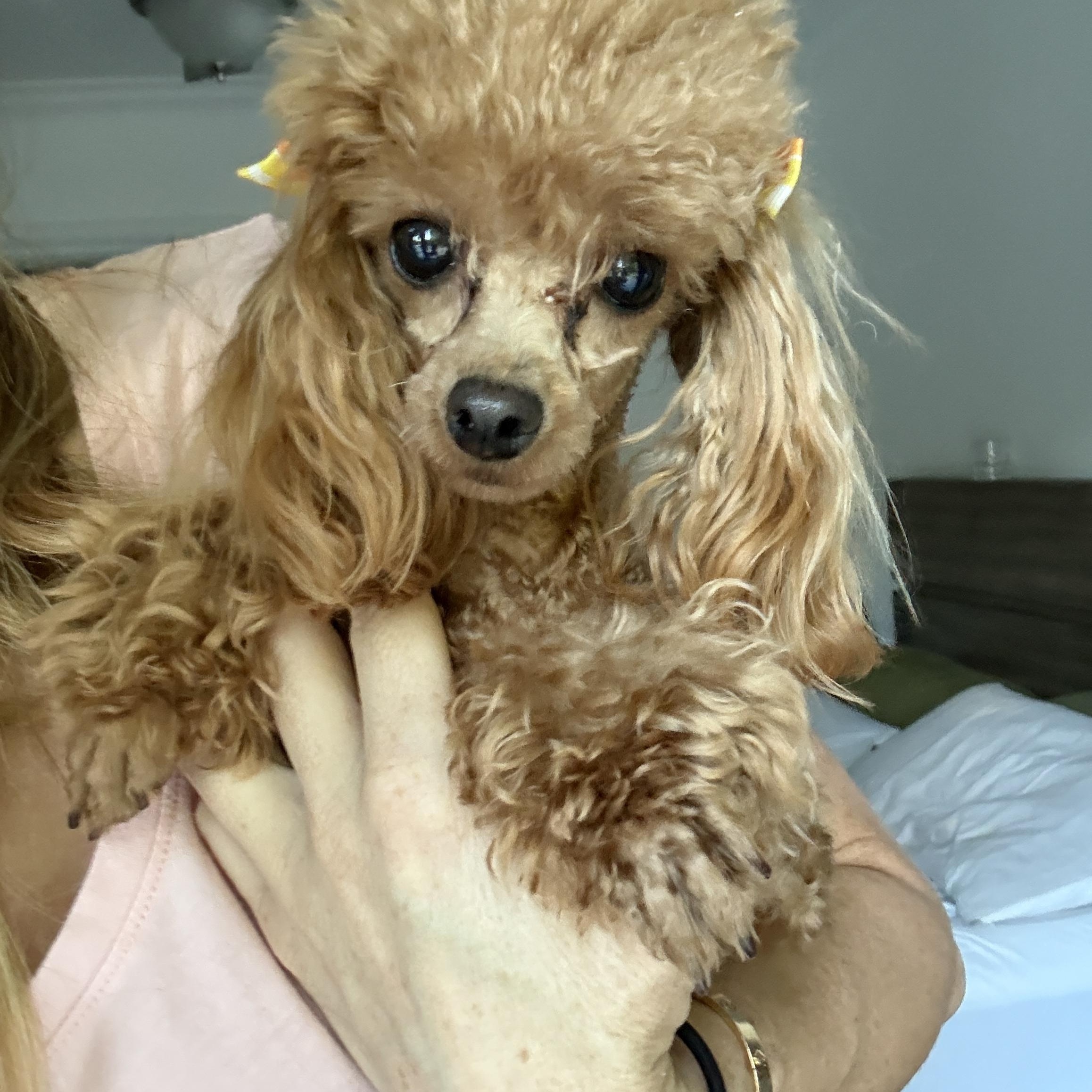 Enlarge Ginger, an adopted Poodle (Toy) in Los Angeles, CA image 2/3