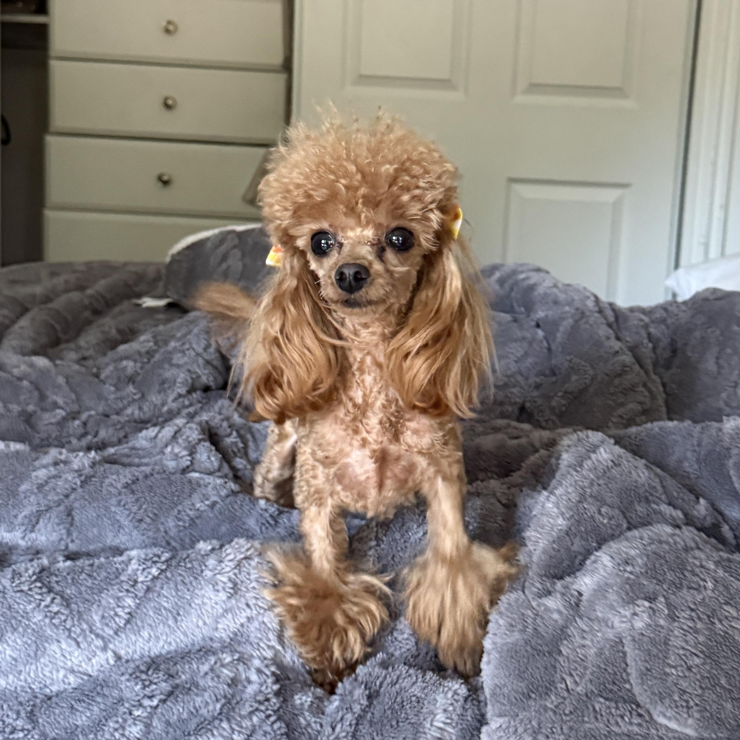 Ginger, adopted, Young Female Poodle (Toy).