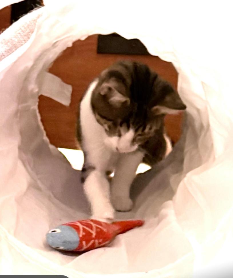 Jitterbug, an adopted Tabby in Tustin, CA image 1/6