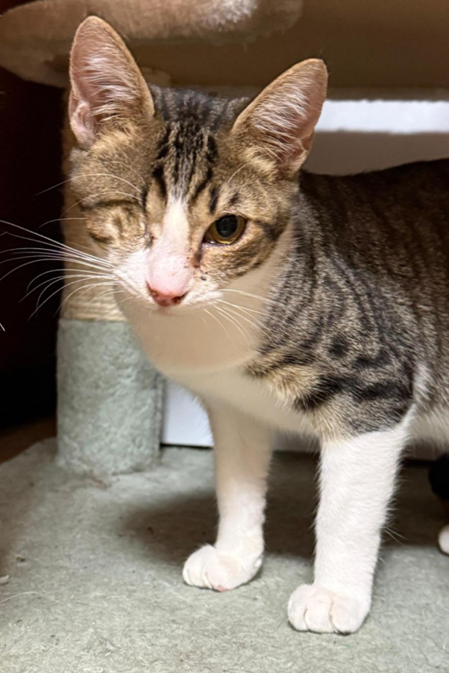 Jitterbug, adopted, Kitten Male Tabby.