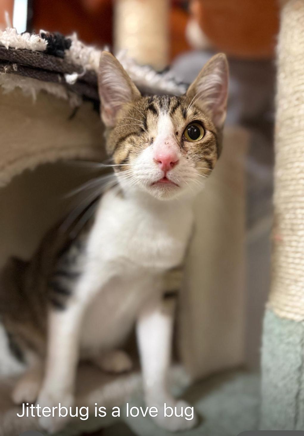 Jitterbug, an adopted Tabby in Tustin, CA image 5/6