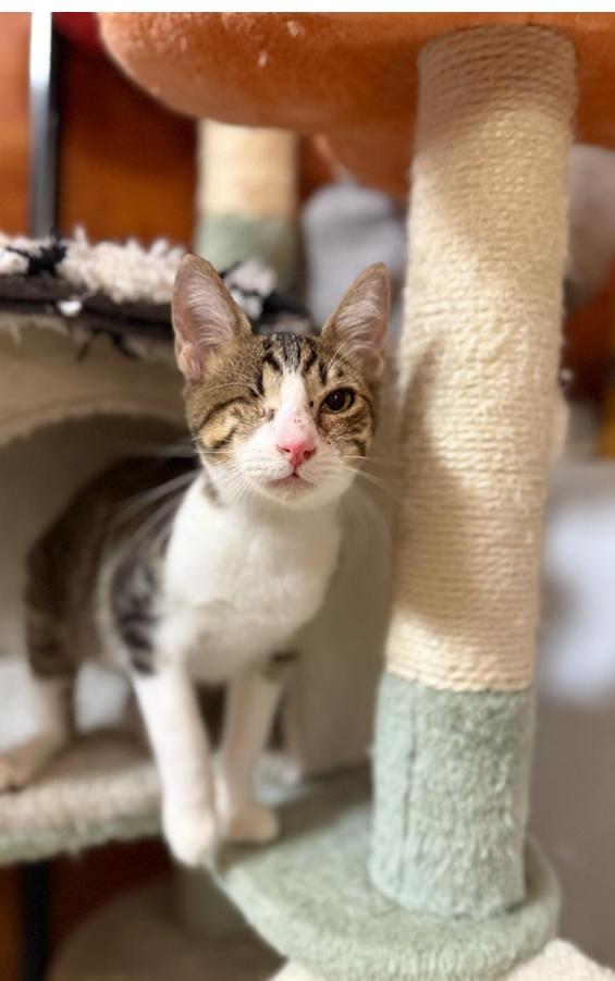 Jitterbug, an adopted Tabby in Tustin, CA image 6/6