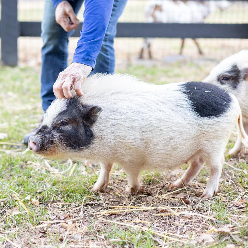Enlarge Velma (Female), a Adoptable mixed breed in West Grove, PA image 1/5