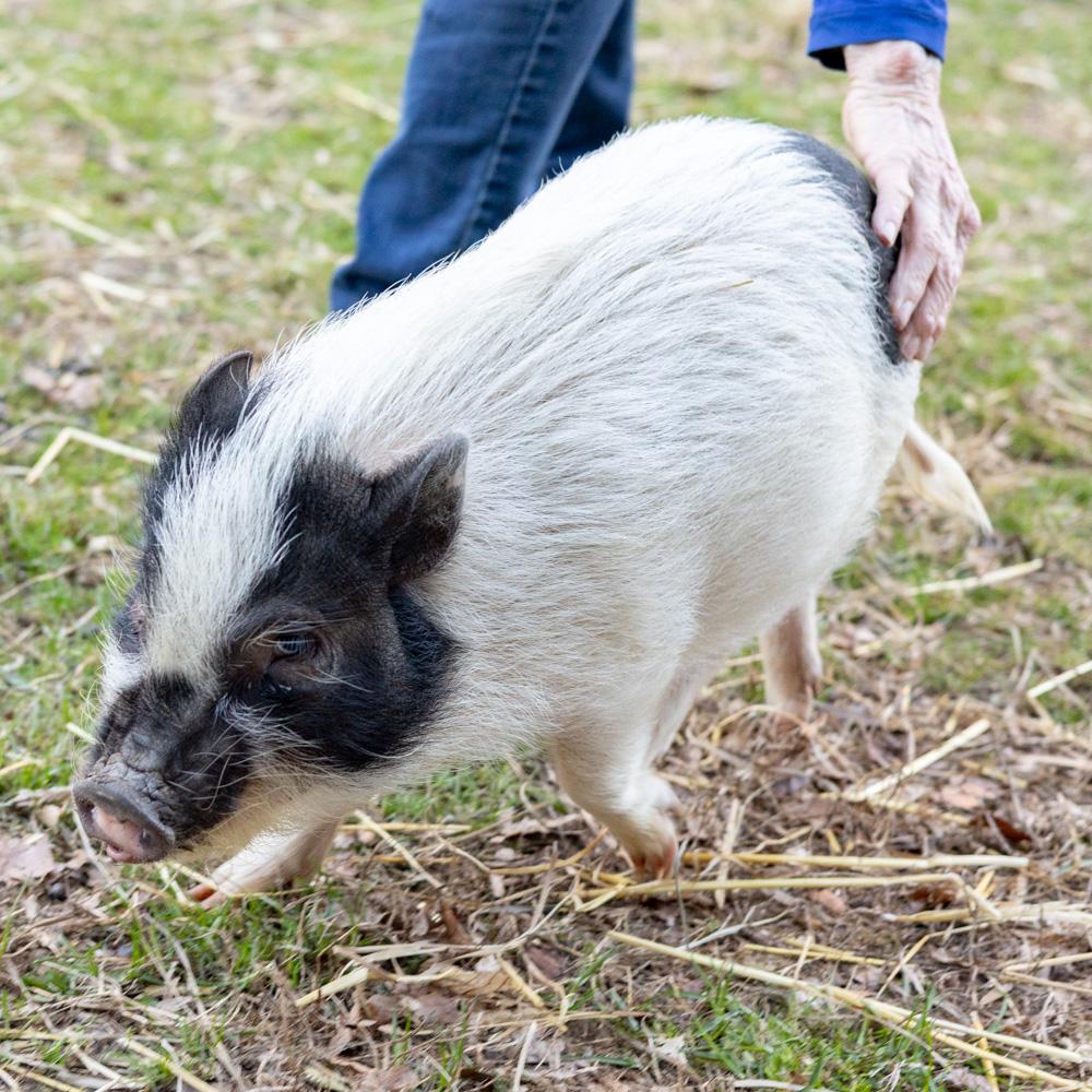 Enlarge Velma (Female), a Adoptable mixed breed in West Grove, PA image 3/5