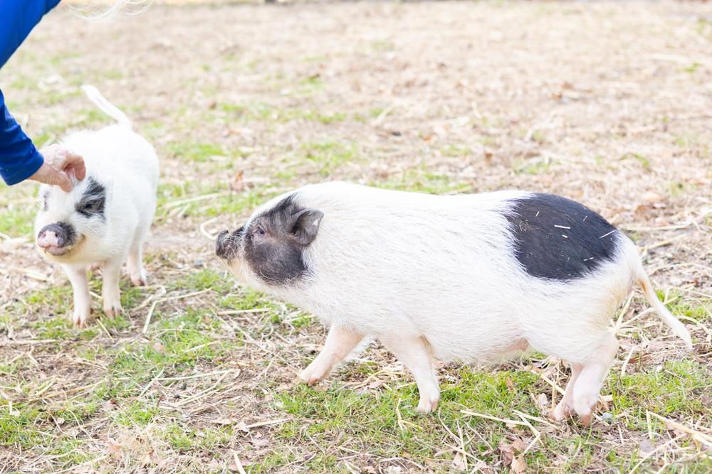 Enlarge Velma (Female), a Adoptable mixed breed in West Grove, PA image 4/5