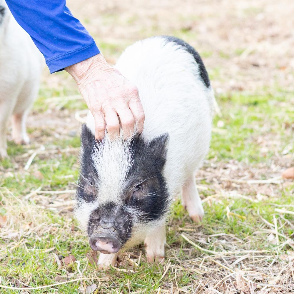 Enlarge Velma (Female), a Adoptable mixed breed in West Grove, PA image 2/5