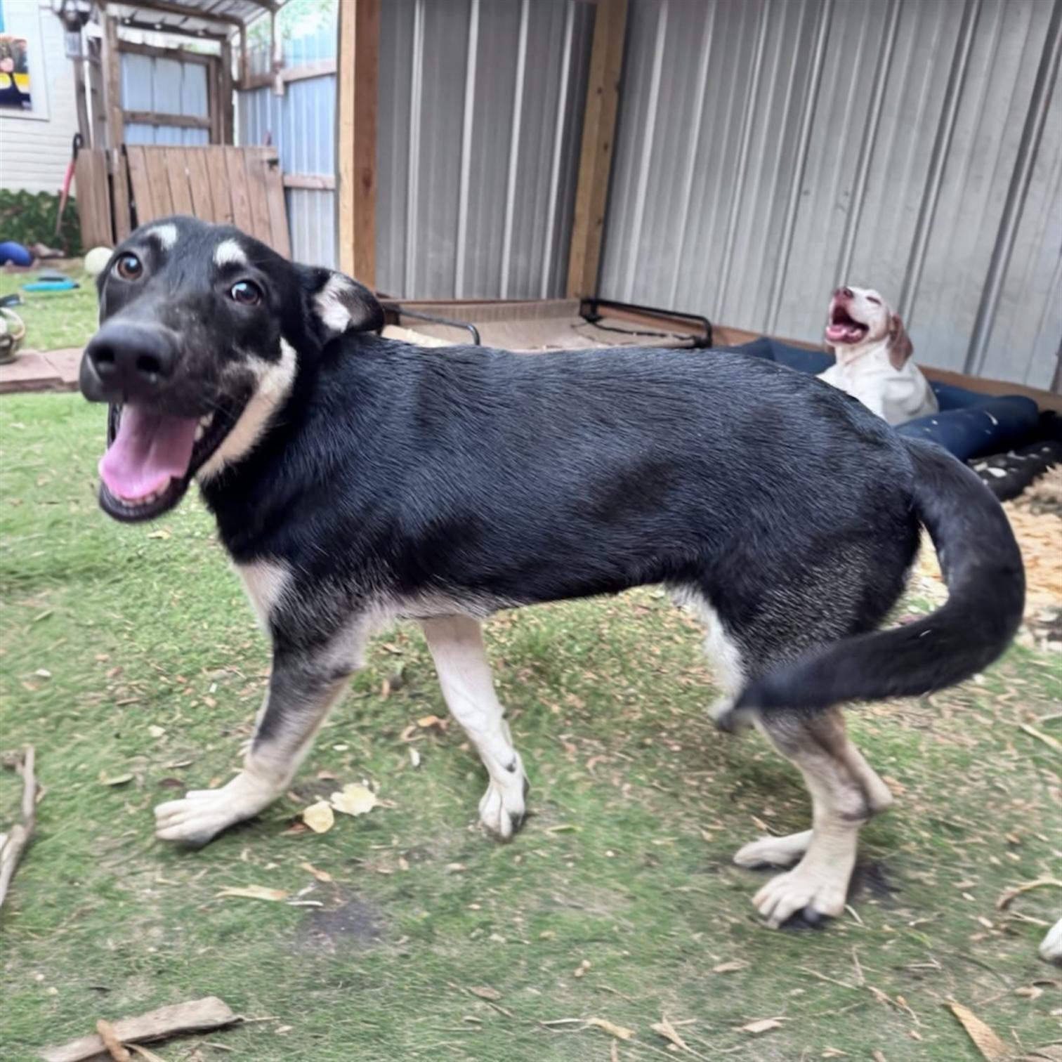 Enlarge Lainey, an adoption pending mixed breed in Pittstown, NJ image 3/4