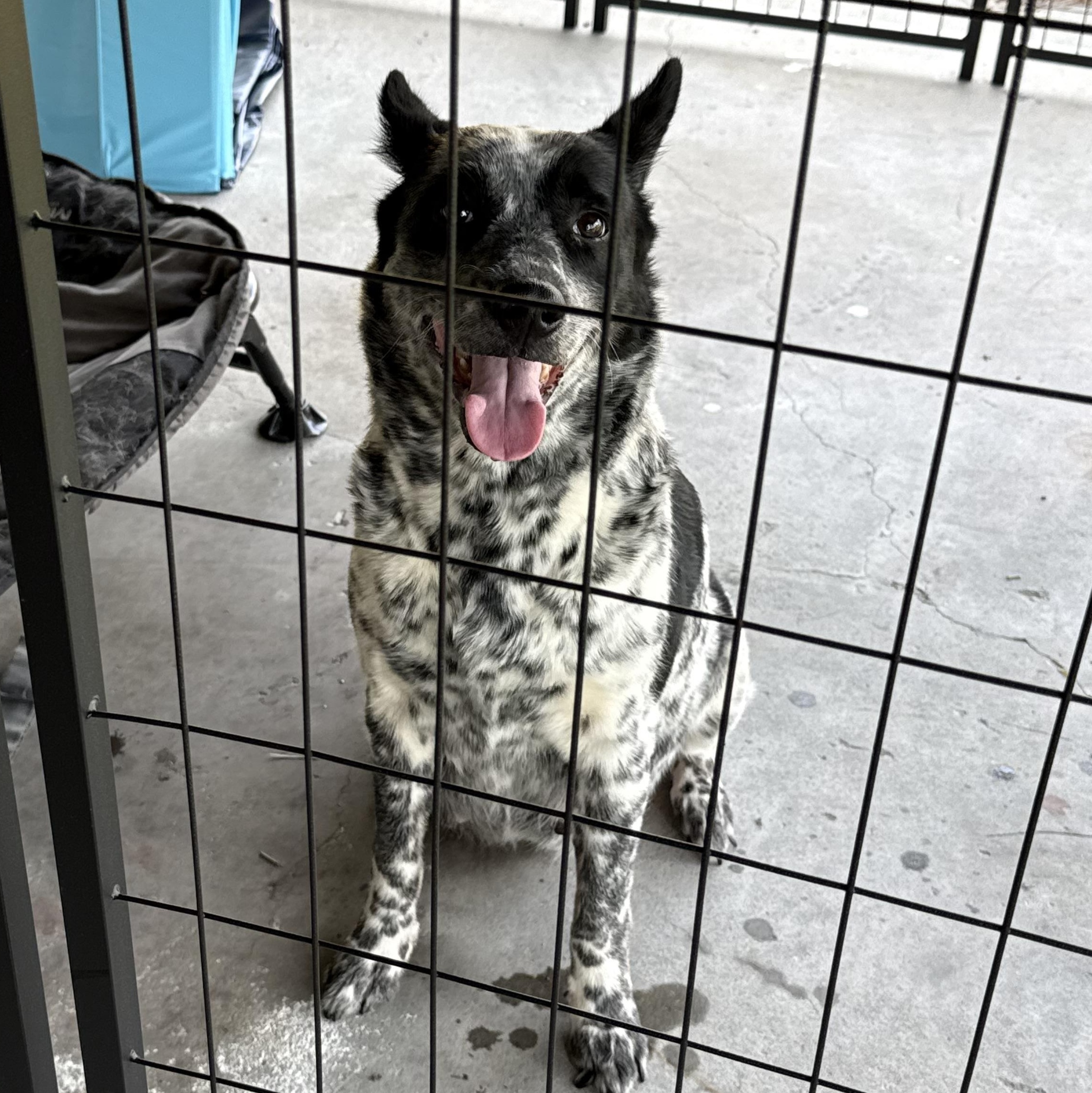Ruth Ann, a ADOPTABLE Australian Cattle Dog / Blue Heeler in Folkston, GA image 2/5