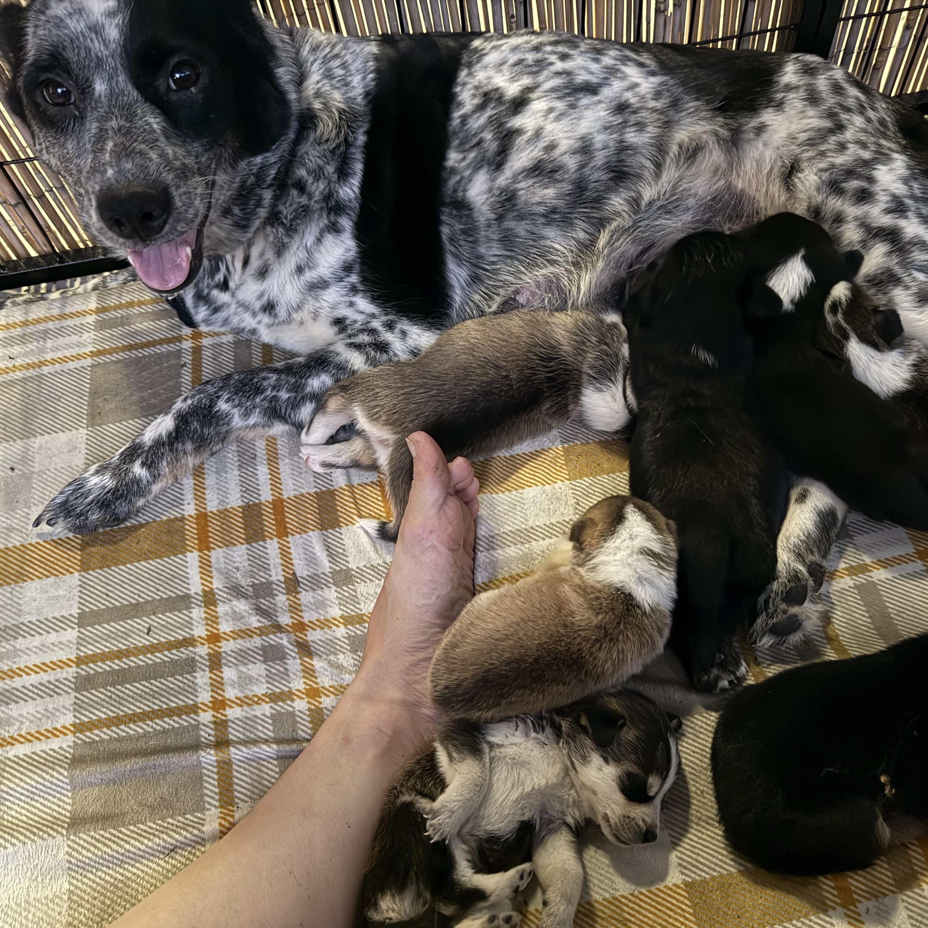 Ruth Ann, a ADOPTABLE Australian Cattle Dog / Blue Heeler in Folkston, GA image 4/5