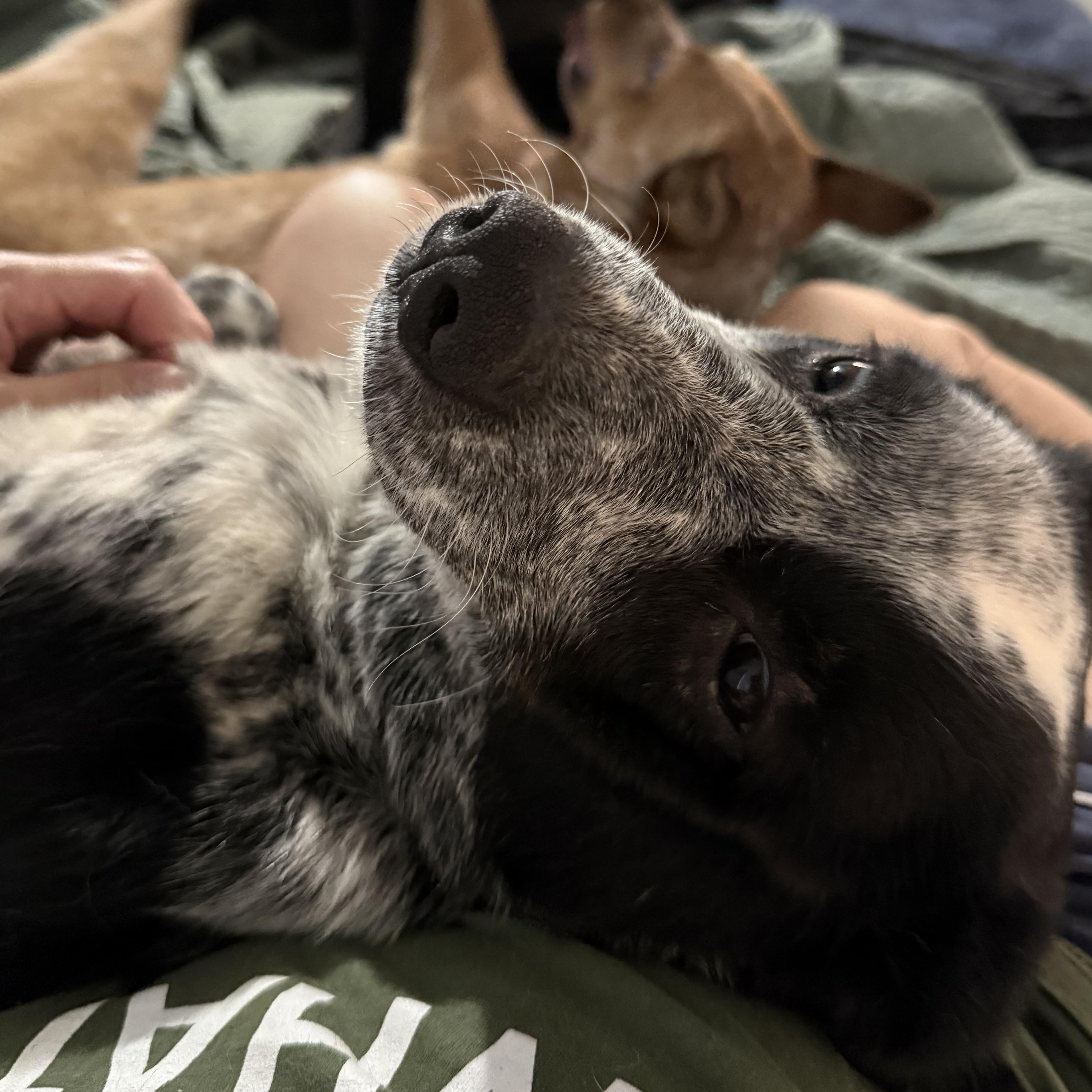 Ruth Ann, a ADOPTABLE Australian Cattle Dog / Blue Heeler in Folkston, GA image 3/5