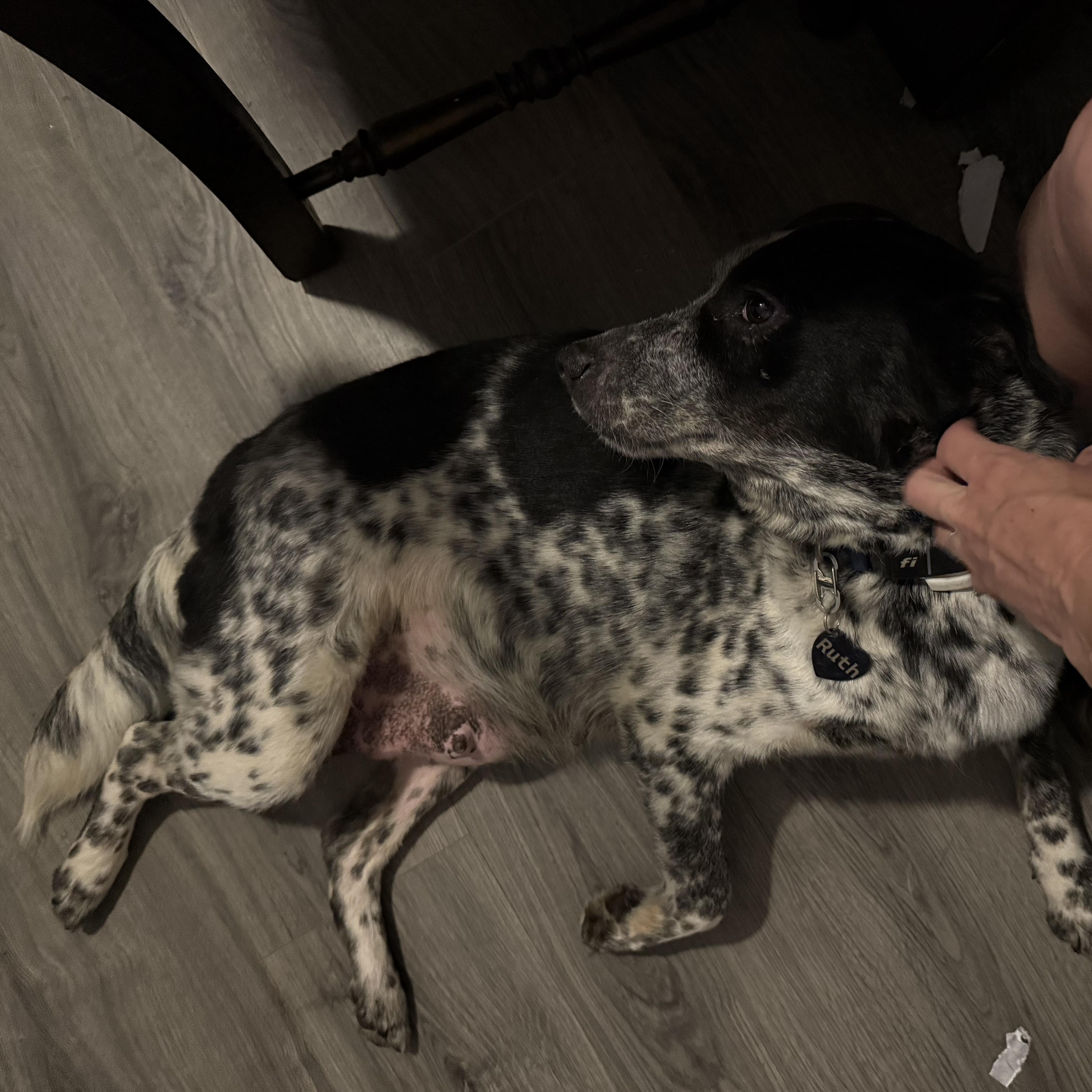Ruth Ann, a ADOPTABLE Australian Cattle Dog / Blue Heeler in Folkston, GA image 5/5