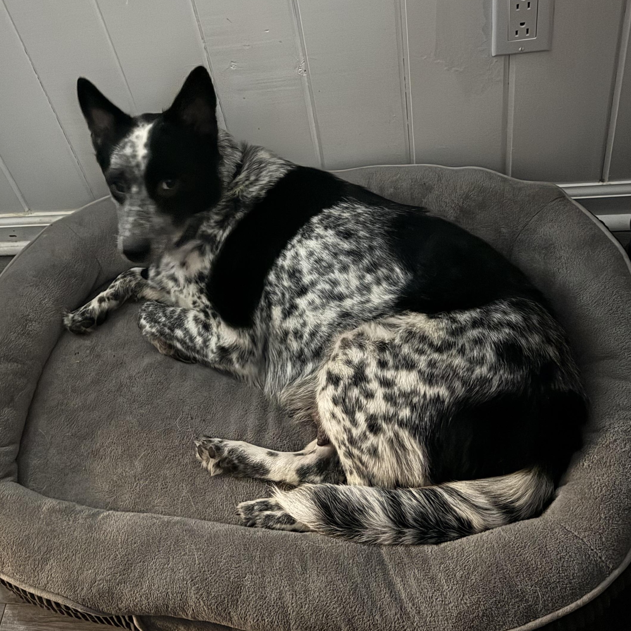Ruth Ann, a ADOPTABLE Australian Cattle Dog / Blue Heeler in Folkston, GA image 1/5