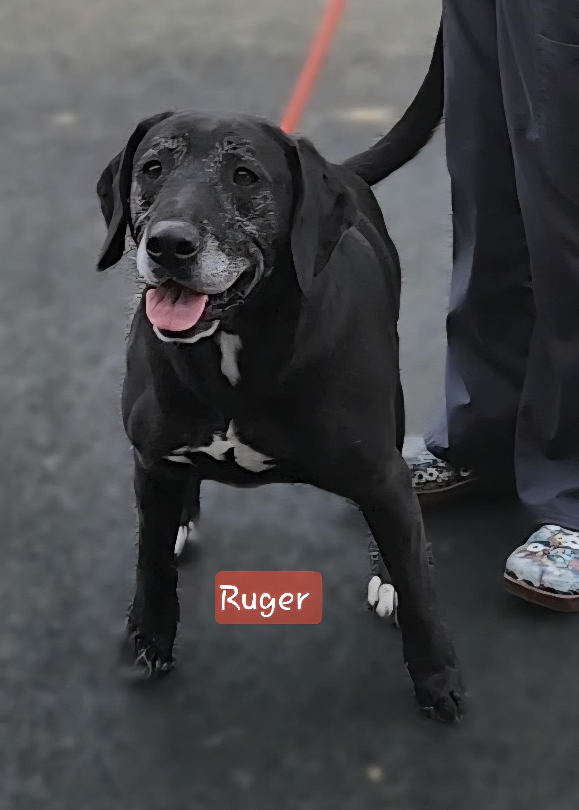 Enlarge RUGER *** Cell Dog***, a Adoptable mixed breed in Ashland, OH image 4/5
