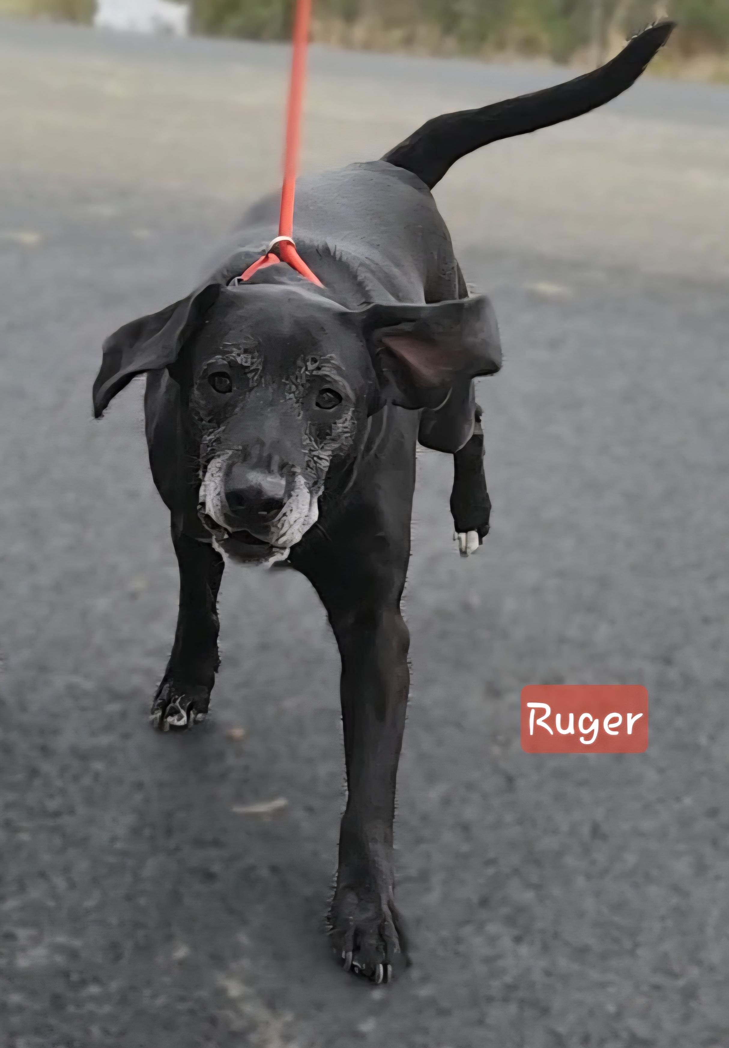 Enlarge RUGER *** Cell Dog***, a Adoptable mixed breed in Ashland, OH image 5/5