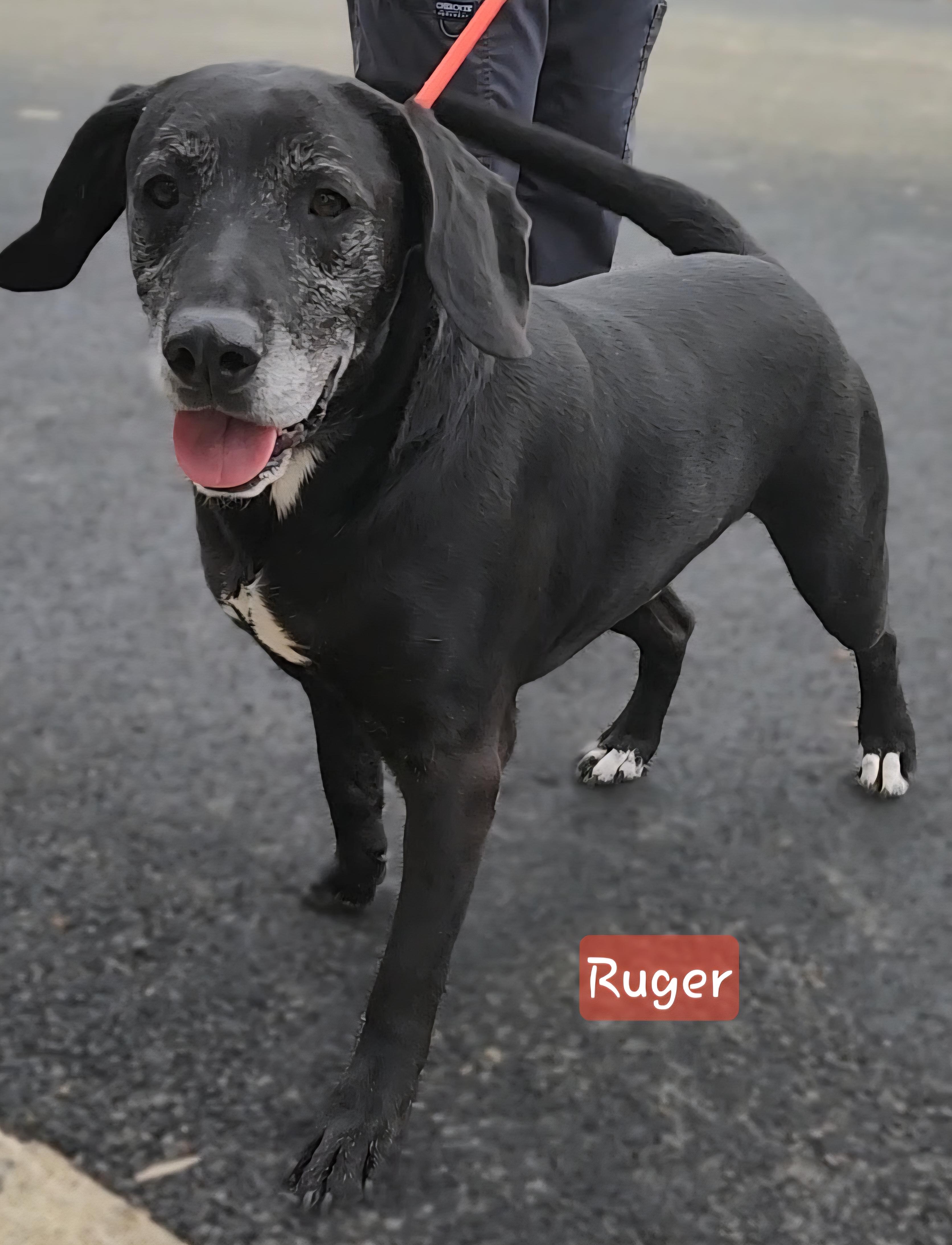 Enlarge RUGER *** Cell Dog***, a Adoptable mixed breed in Ashland, OH image 3/5