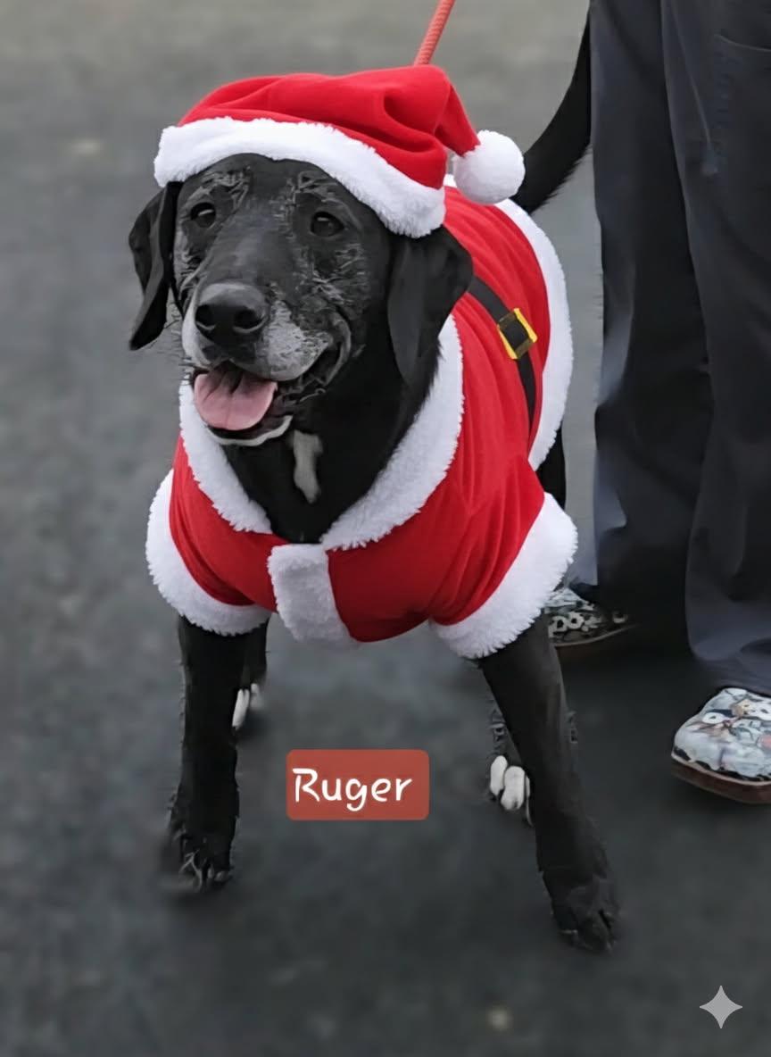 Enlarge RUGER *** Cell Dog***, a Adoptable mixed breed in Ashland, OH image 1/5
