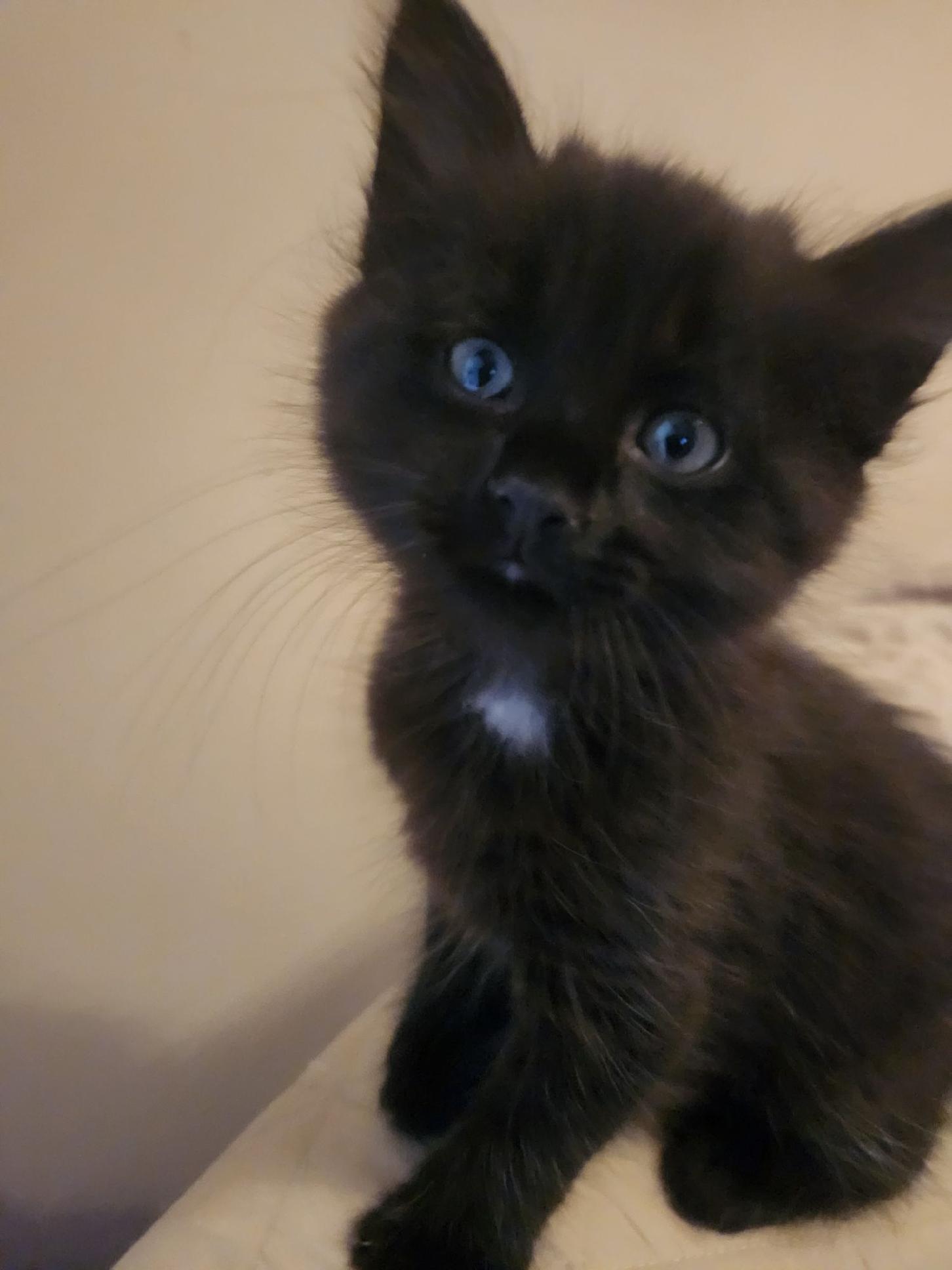 Jet, Adoptable, Kitten Male Domestic Short Hair.