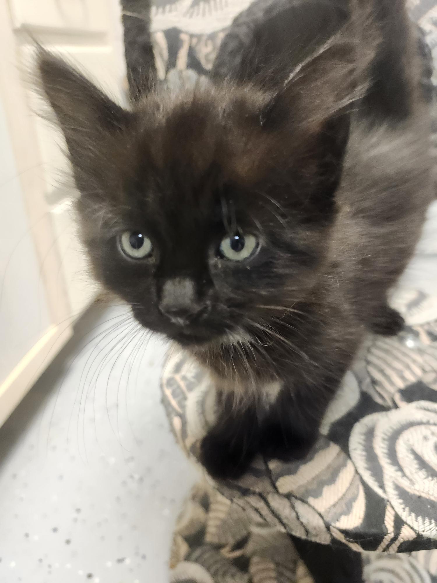 Enlarge Jet, a Adoptable Domestic Short Hair in Brockport, NY image 2/2