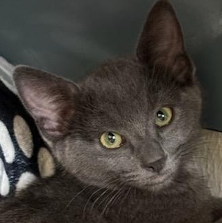 Enlarge Royal, a Adoptable Domestic Short Hair in Gig Harbor, WA image 2/5