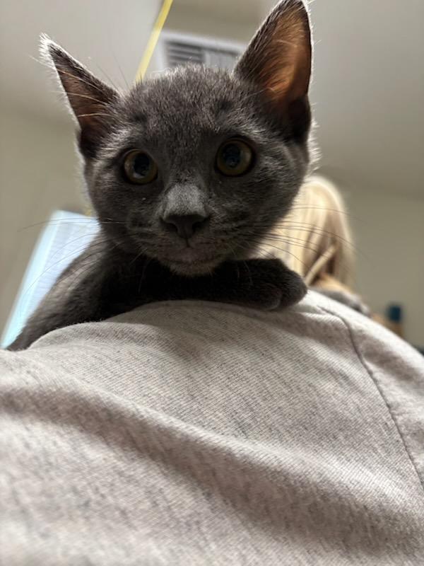 Enlarge Royal, a Adoptable Domestic Short Hair in Gig Harbor, WA image 4/5