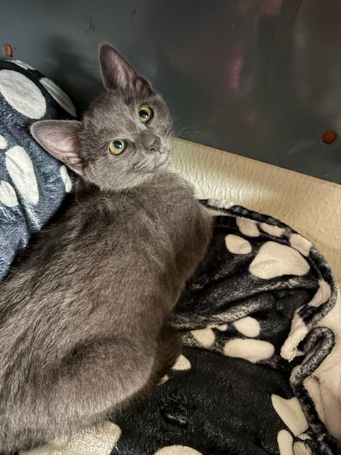 Enlarge Royal, a Adoptable Domestic Short Hair in Gig Harbor, WA image 3/5