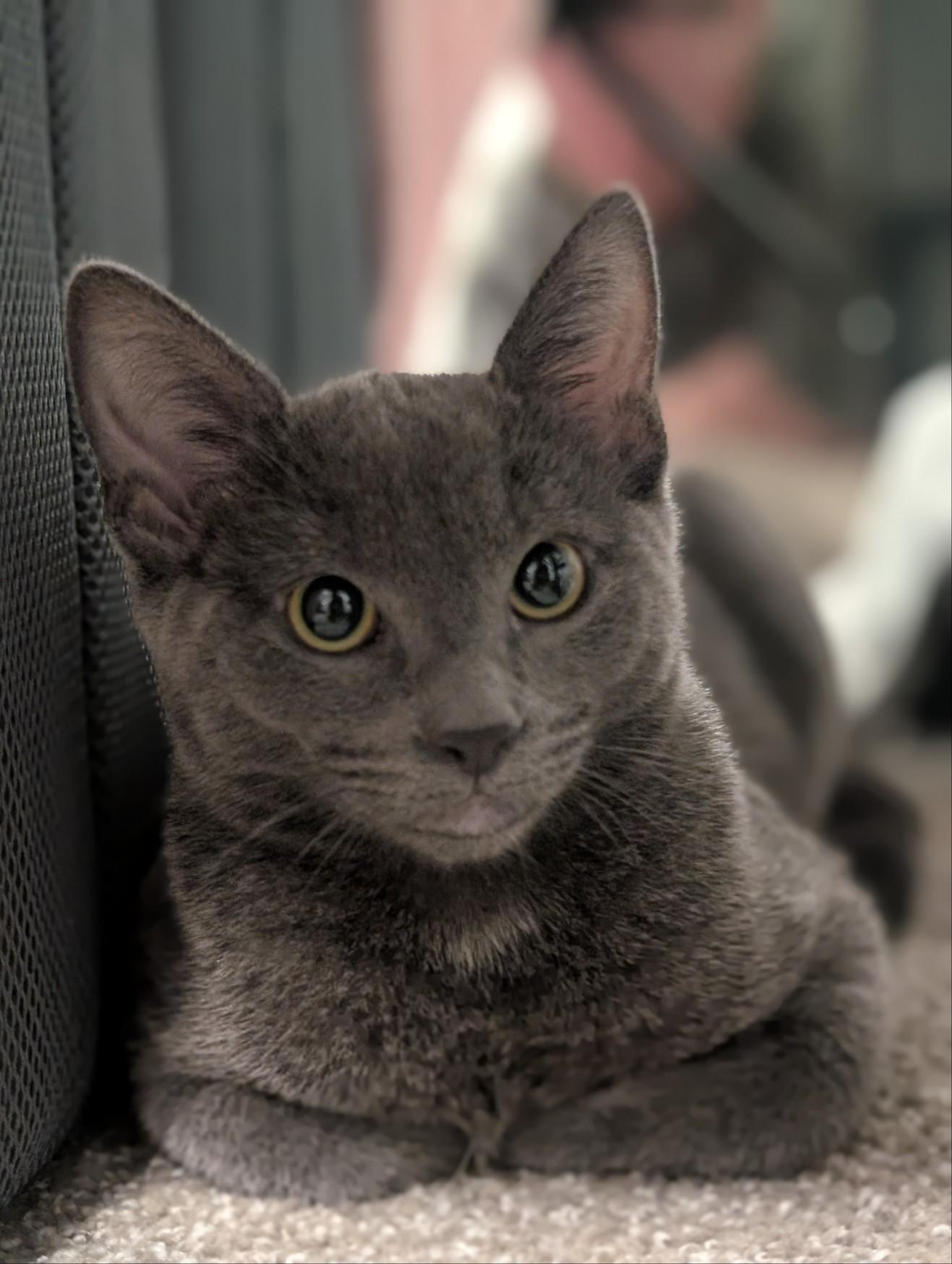 Enlarge Royal, a Adoptable Domestic Short Hair in Gig Harbor, WA image 1/5
