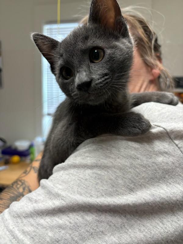 Enlarge Royal, a Adoptable Domestic Short Hair in Gig Harbor, WA image 5/5