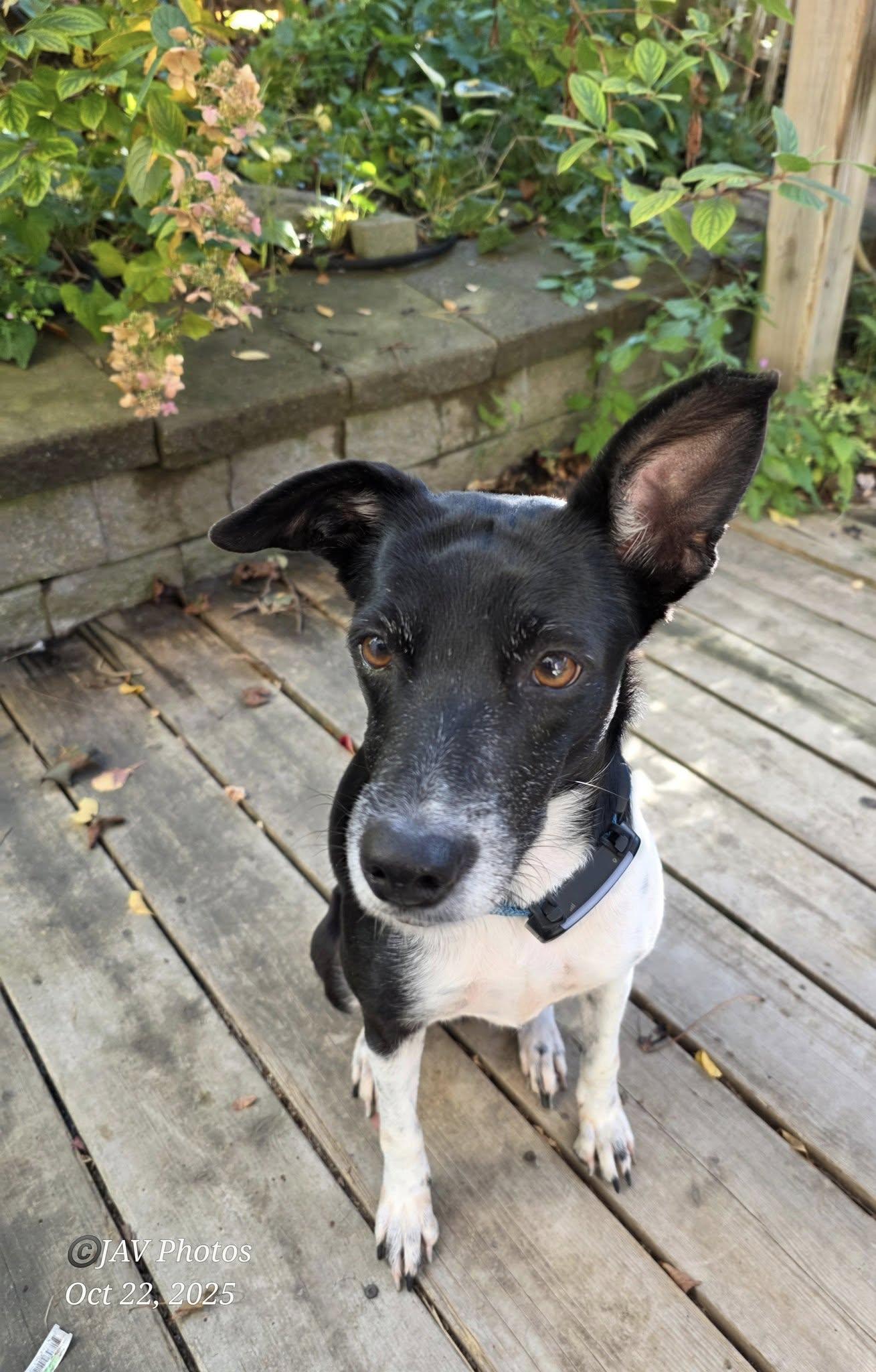 Katrina, Adoptable, Adult Female Rat Terrier.