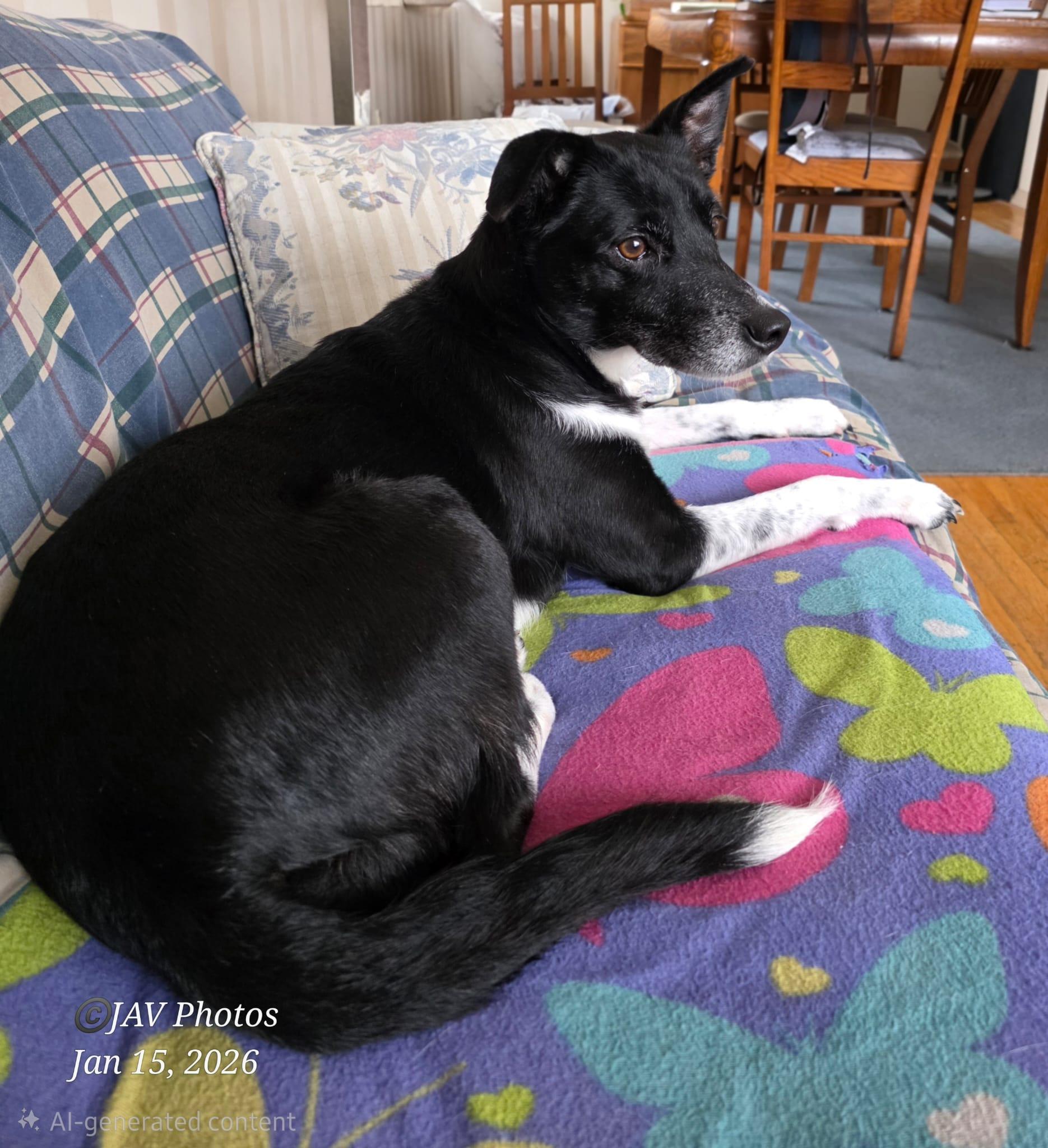 Katrina, a Adoptable Rat Terrier in Erin, ON image 1/6