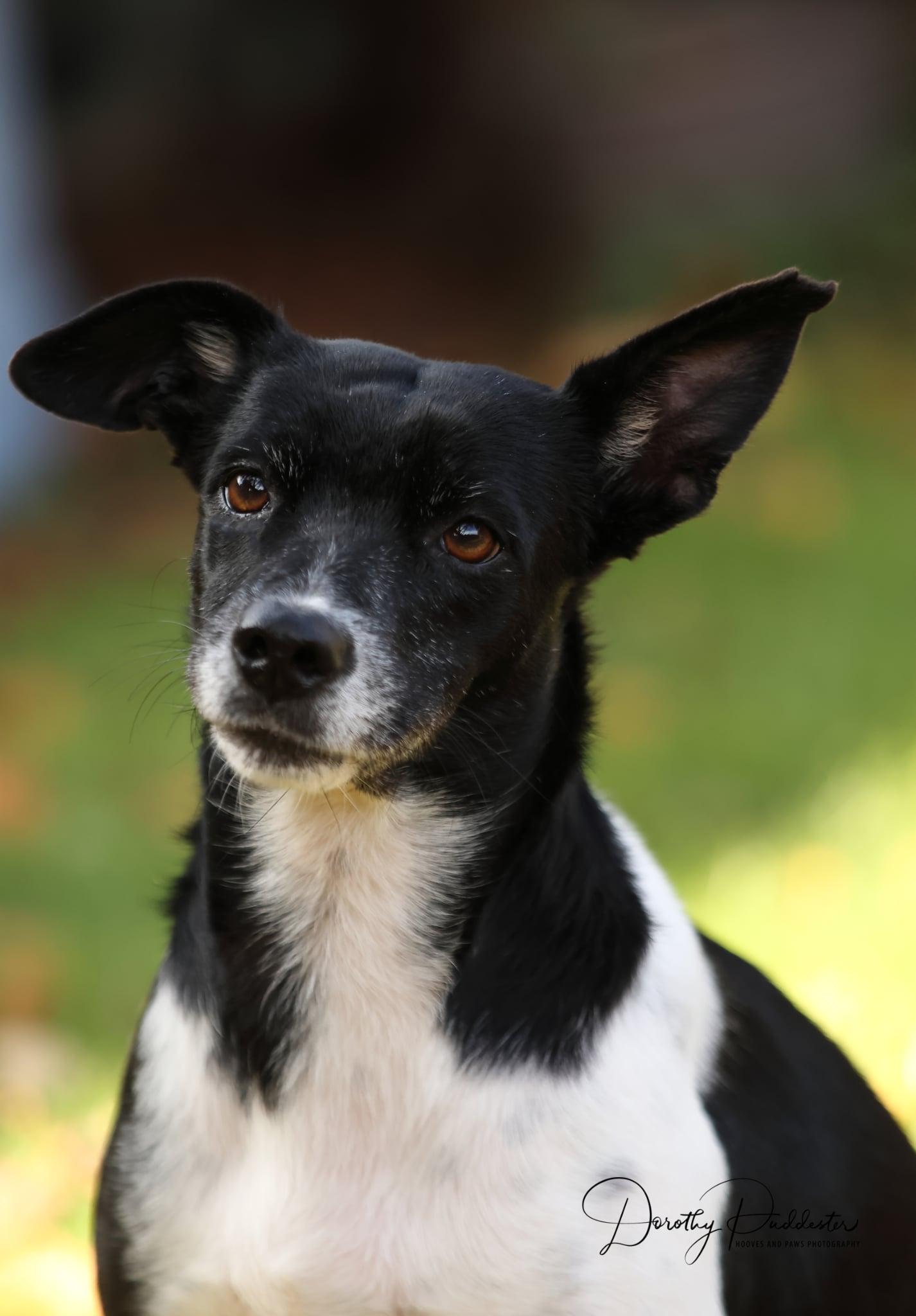 Katrina, a Adoptable Rat Terrier in Erin, ON image 2/6