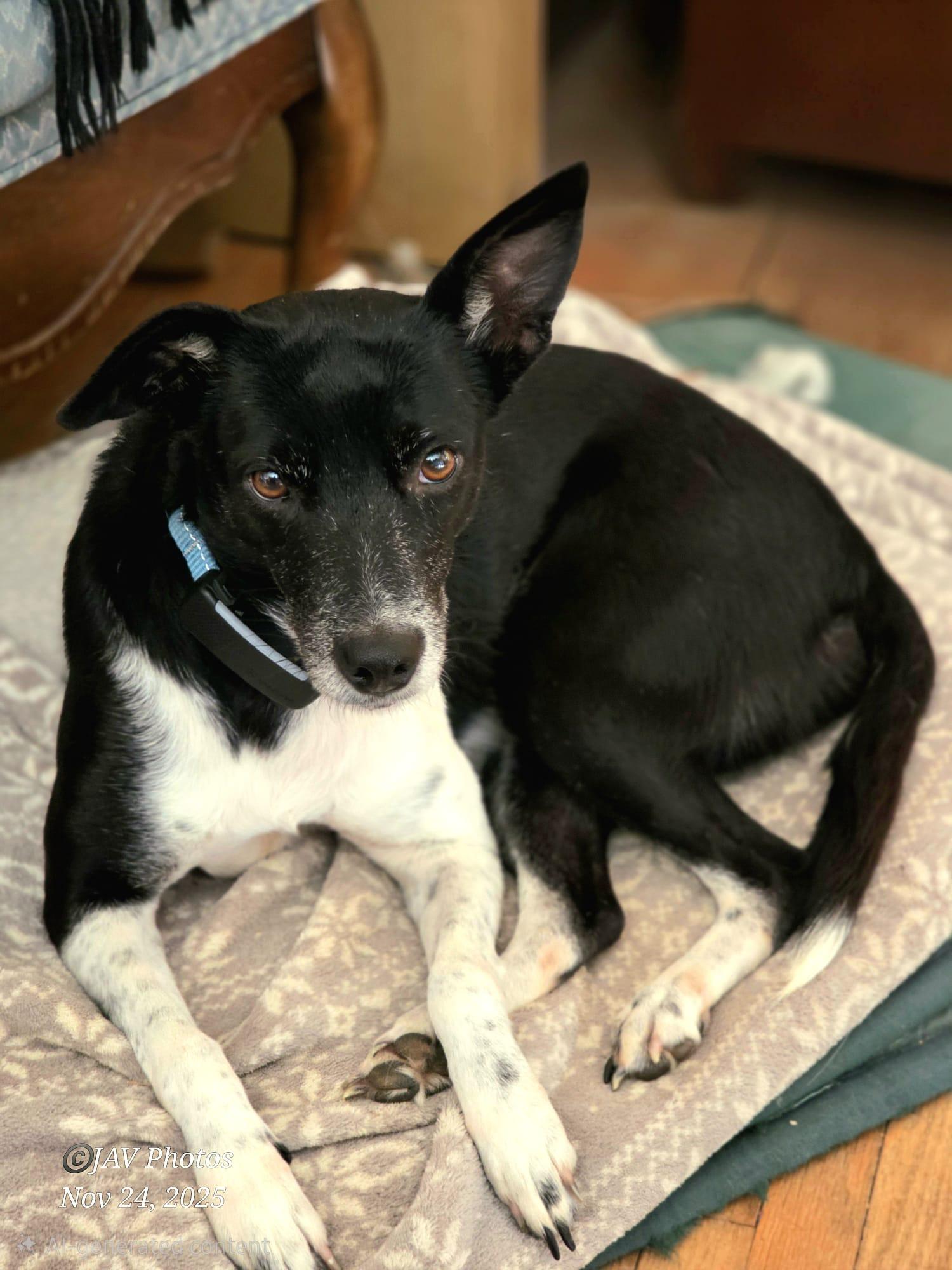 Katrina, a Adoptable Rat Terrier in Erin, ON image 3/6