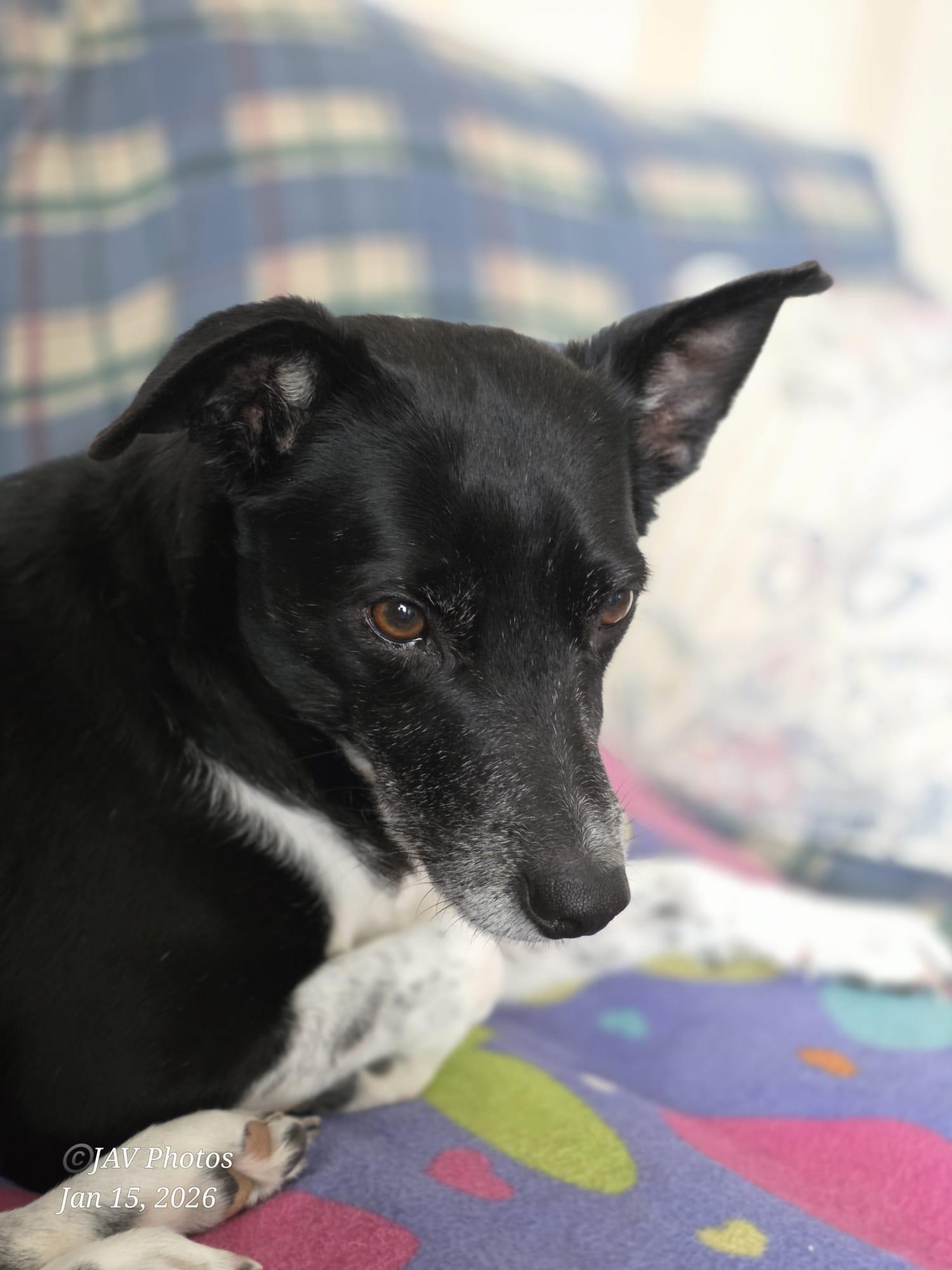 Katrina, a Adoptable Rat Terrier in Erin, ON image 5/6