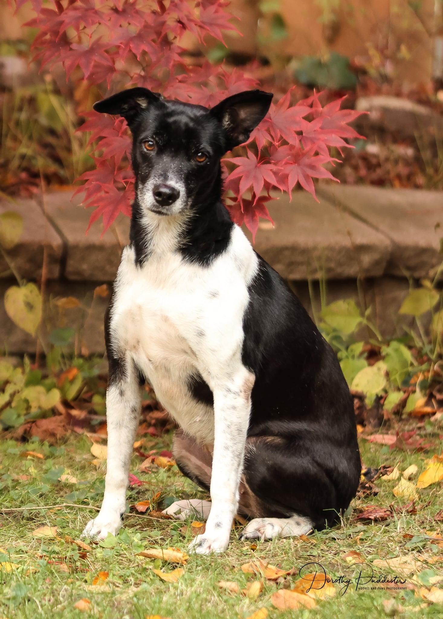 Katrina, a Adoptable Rat Terrier in Erin, ON image 6/6