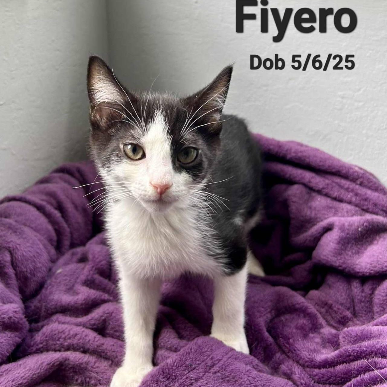 Fiyero