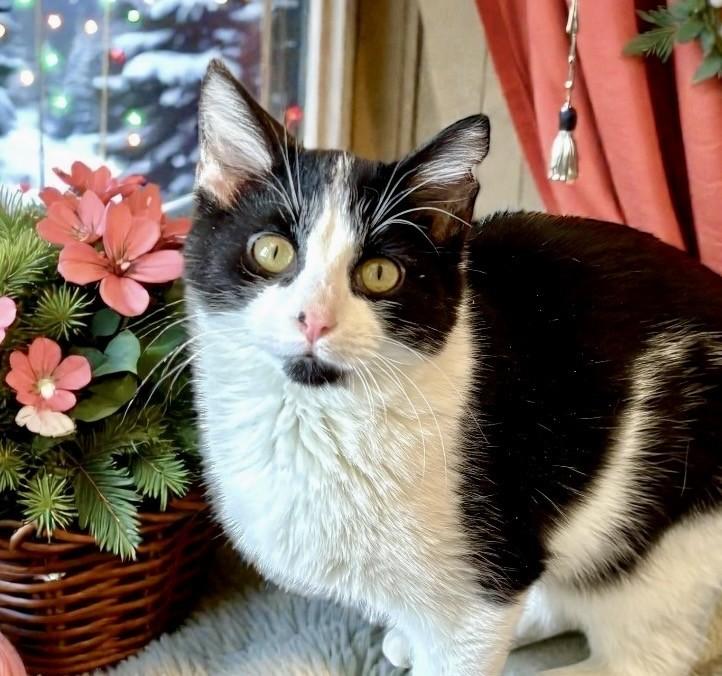 Flan, ADOPTABLE, Young Male Domestic Short Hair.