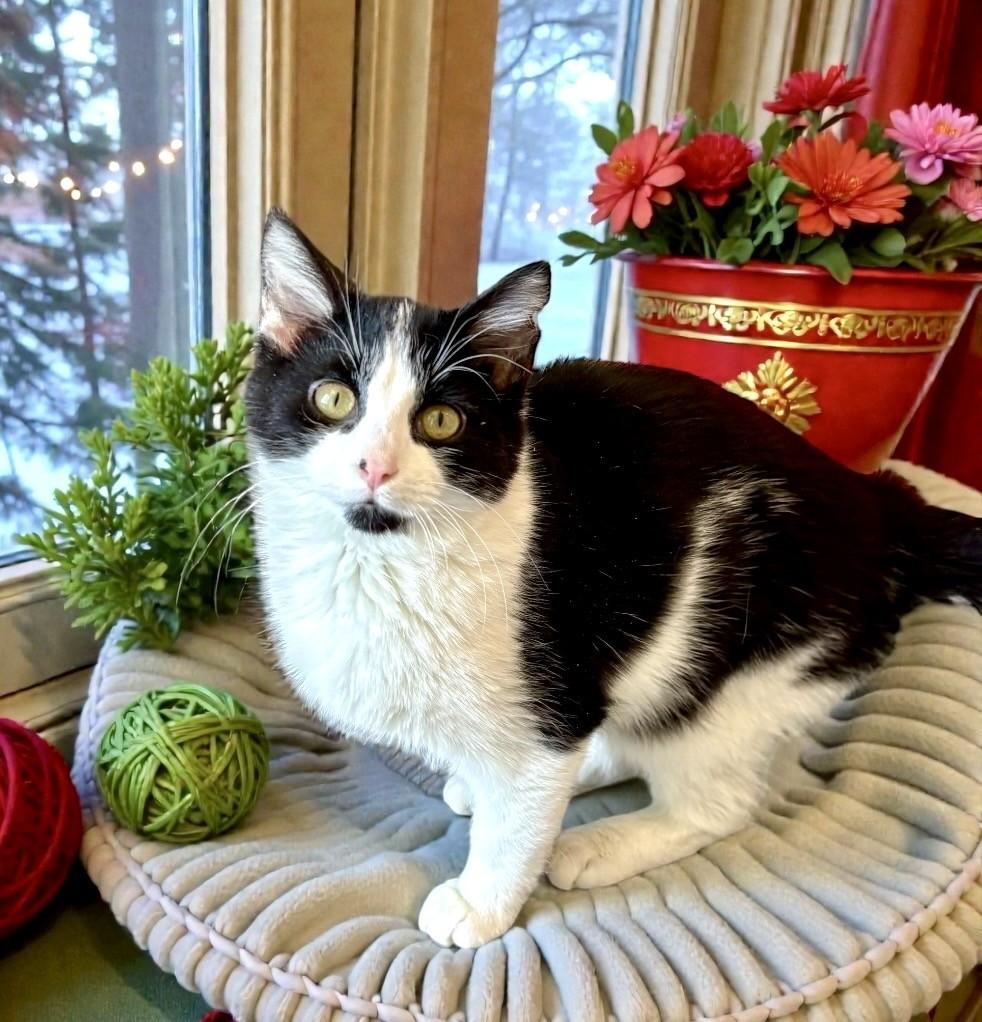 Enlarge Flan, a ADOPTABLE Domestic Short Hair in Perry, IA image 4/5