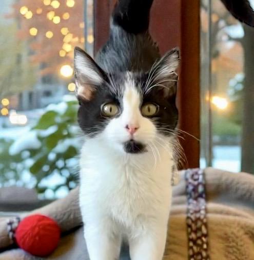 Enlarge Flan, a ADOPTABLE Domestic Short Hair in Perry, IA image 3/5